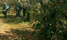 在苹果园的时光