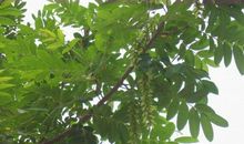 杨树靠大地才能生长