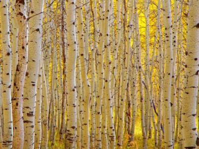 伟大的“杨树”