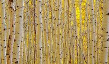 伟大的“白杨”