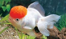 闭着眼睛睡觉的金鱼