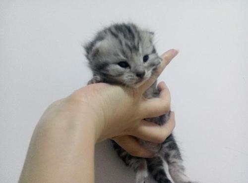 小猫成长