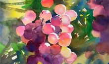 我最喜欢的葡萄