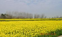 正是春光烂漫时