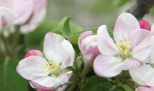 拥抱春天相约灵宝苹果花节征文