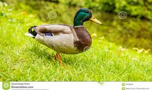 一只想打鸣的鸭子