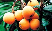 我喜欢的水果枇杷