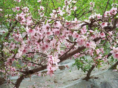 院子里的桃树
