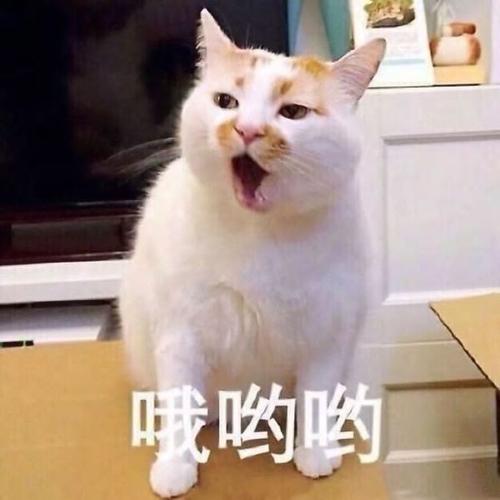 如果小狗会说话
