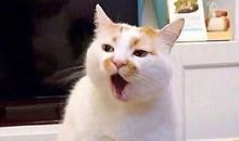 假如小狗会说话