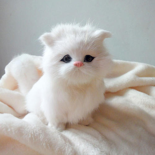 不能吠的小猫