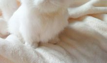 不会叫的小猫咪