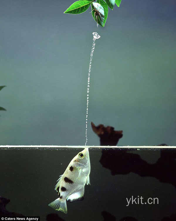 魔箭鱼