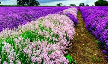 薰衣草庄园之游