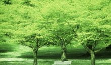 那段绿荫下的日子