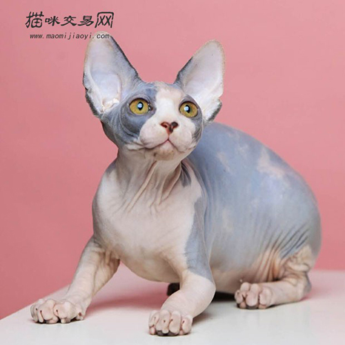 一只叫“小D”的猫