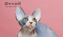 一只名为“小D”的猫