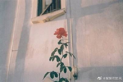 看完徐绪的花