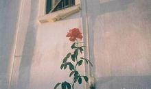 絮絮的花读后感