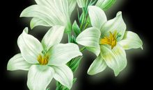 一株要强的百合