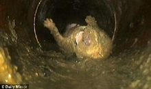 下水道里的小生命