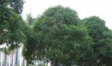 校园里的扁桃树