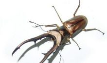 我想变成一只甲虫