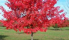 几生修得到红枫