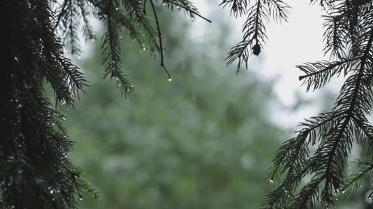 雨落在树林里