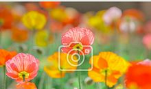 民族盛开金色花