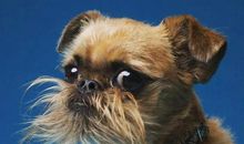 假如我变成了小狗