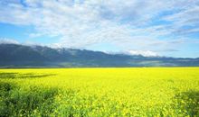 一望无际的油菜花海