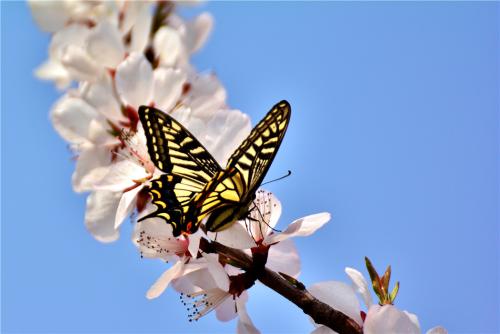 蝴蝶遇见蜜蜂