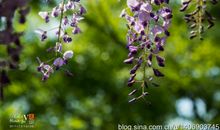 那一次紫藤花开