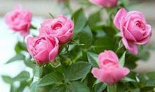 假如世界上有一朵钻石花