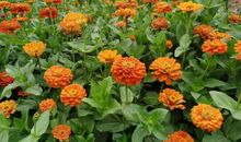 于那一抹绿相遇