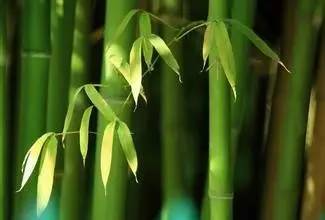 竹子的启示