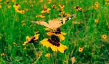 草丛中的小野花