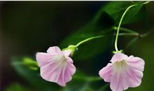 描写野花的抒情作文