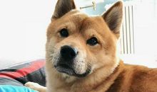 我家的“动物客人们”