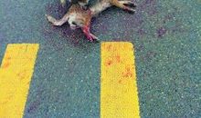 我是一条流浪狗