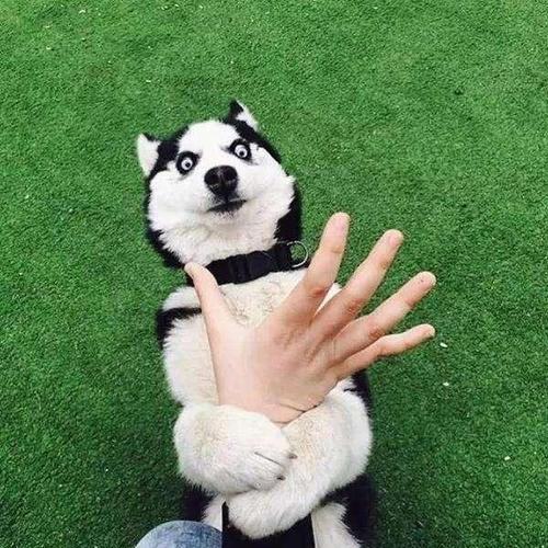 我的第二个哈