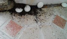 这根木头里一定有虫