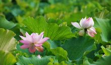 外婆家的后花园