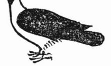 《寒鸦与鸽子》观后感