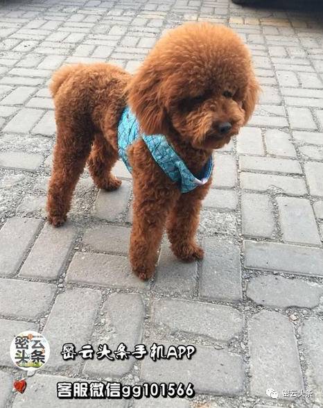 小狗的启示