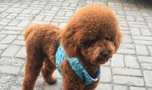 小狗给我的启示