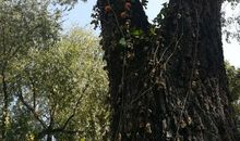 海棠树上长金瓜