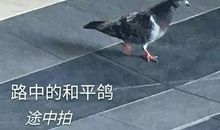 从未走出您的视线