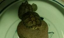 乌龟给我的启示